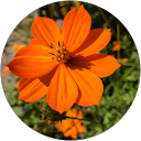 Louisane Barcom profile picture